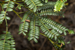 Acacia terminalis