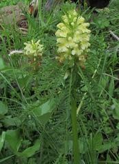 Pedicularis foliosa