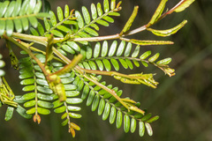 Acacia terminalis
