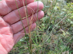 Stipa krylovii