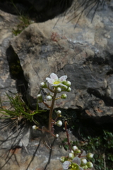 Saxifraga paniculata