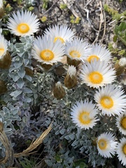Helichrysum retortum