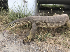 Varanus panoptes panoptes