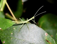 Candovia