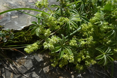 Alpinae
