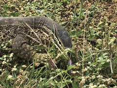 Varanus panoptes panoptes