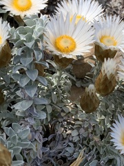 Helichrysum retortum
