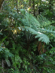 Cyatheales