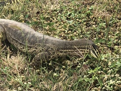Varanus panoptes panoptes
