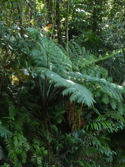 Cyatheales