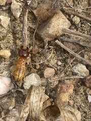 Microhodotermes viator