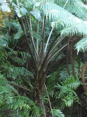 Cyatheales