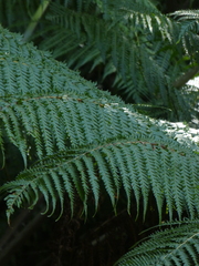 Cyatheales