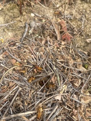 Microhodotermes viator