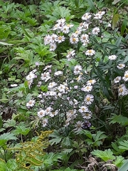 Symphyotrichum novi-belgii