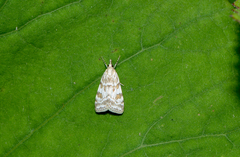 Scoparia ingratella