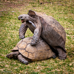 Stigmochelys pardalis