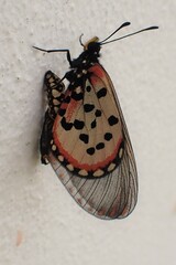 Acraea horta
