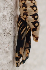 Acraea horta