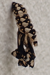 Acraea horta