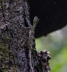 Draco indochinensis