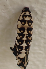 Acraea horta