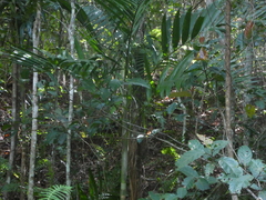 Ptychosperma elegans