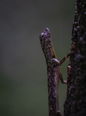 Draco