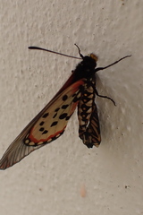 Acraea horta
