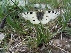 Parnassius phoebus