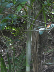 Ptychosperma elegans