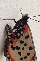 Acraea horta