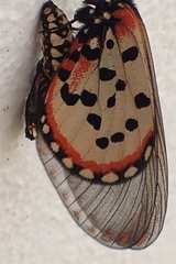 Acraea horta