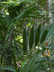 Ptychosperma elegans