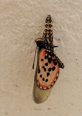 Acraea horta