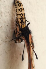 Acraea horta