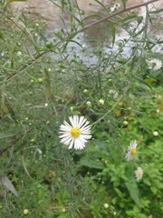 Symphyotrichum lanceolatum
