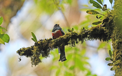Trogon collaris
