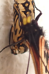 Acraea horta