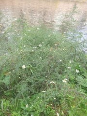 Symphyotrichum lanceolatum