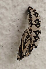 Acraea horta
