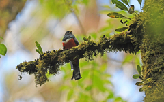 Trogon collaris