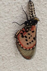 Acraea horta