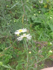 Symphyotrichum lanceolatum