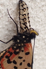 Acraea horta
