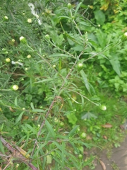 Symphyotrichum lanceolatum
