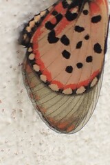 Acraea horta