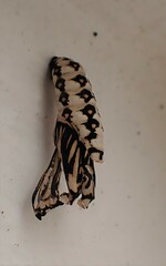 Acraea horta