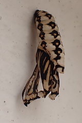 Acraea horta