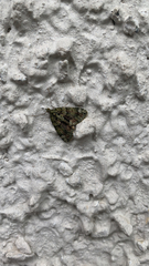 Chloroclysta siterata